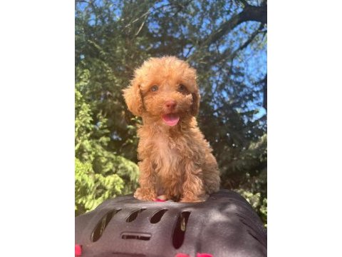 Maltipoo yavrular adrese gönderim ve kapıda ödeme vardır