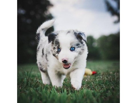 Şecereli erkek border collie yavrusu