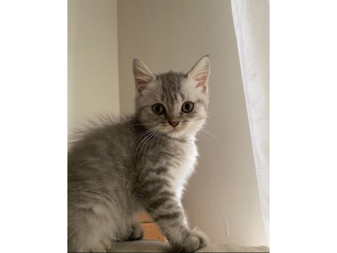 A kalite erkek silver tabby scottish straight yavrumuz yeni