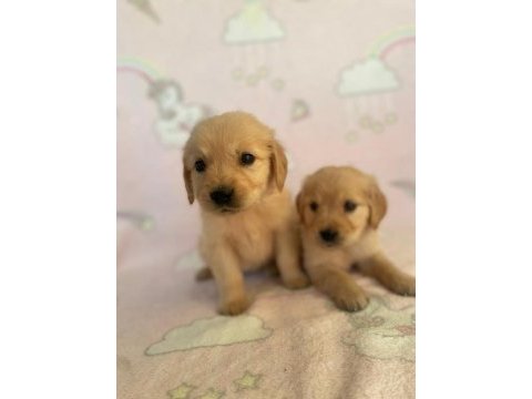 Türünün tek örneği baby golden retriever orjinal