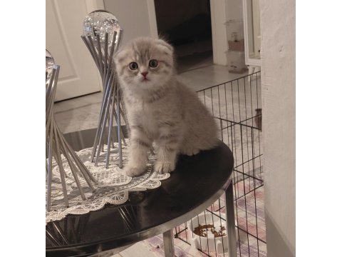 Scottish fold dişi