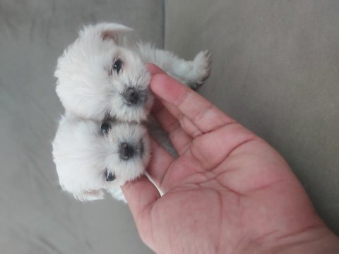 Teacup kore maltese bebekler