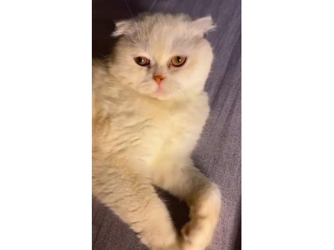 2 yaşında erkek scottish fold