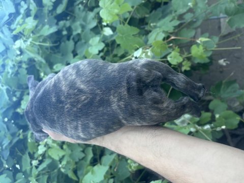 Kaplan desenli french bulldog (brendle)