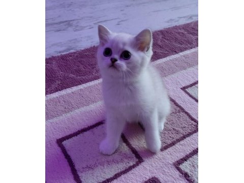 Şampiyon atalardan yavru kediler