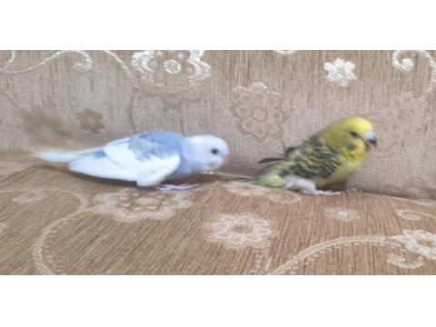 Alıştırmalık uysal yavru muhabbet kuşları