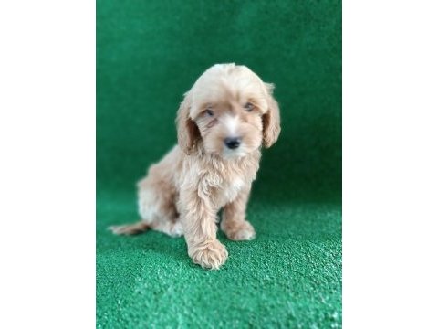 Maltıpoo yavrularımız