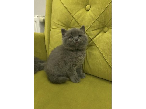 A kalite top kafa british shorthair kızlarım