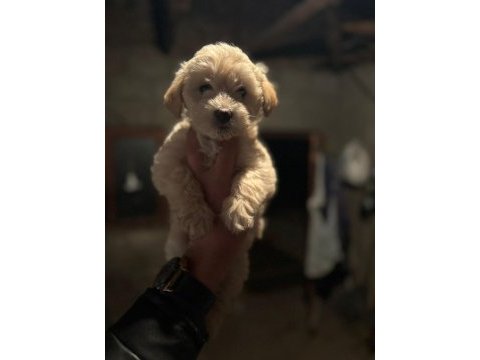 Maltipoo köpekler