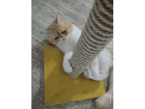 Exotic shorthair 1 yaşında