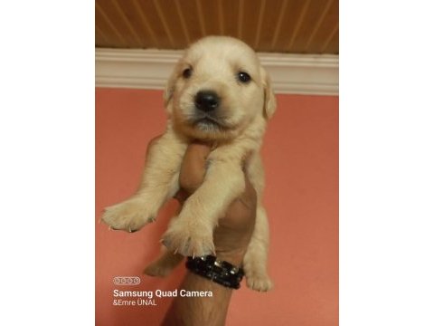 Golden retriever