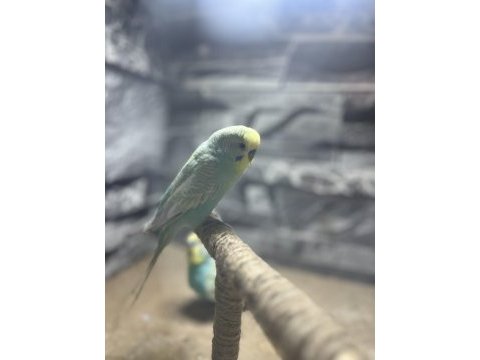 Uyguna erkek muhabbet kuşları