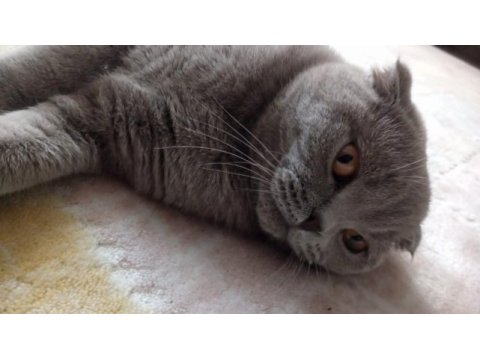 Scottish fold kedimiz