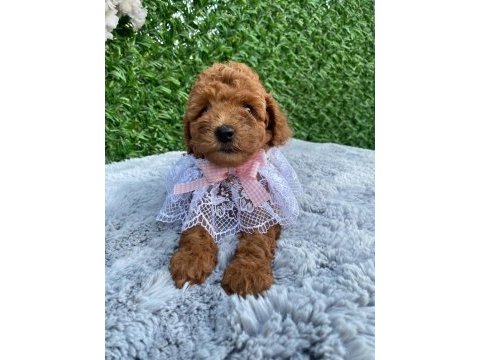 Toy poodle bebekler