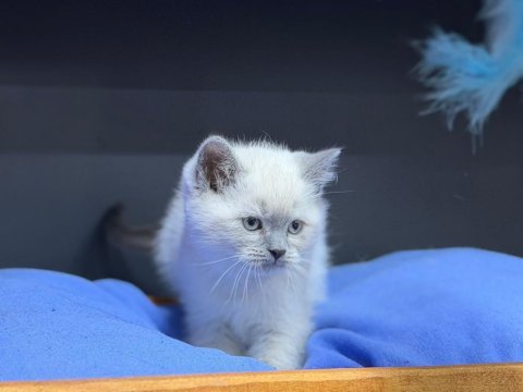 A kalite teslime hazır british shorthair yavrularımız