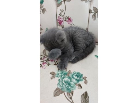 50 günlük yavru british shorthair (erkek)
