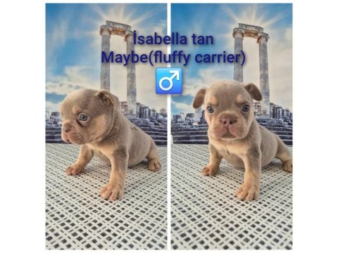 A kalite french bulldog yavrular