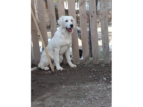 Orjinal safkan white golden retriever