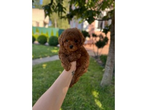 Red toy poodle yavruları 