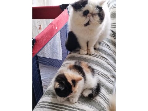 Minik exotic shorthair kızımıza yuva