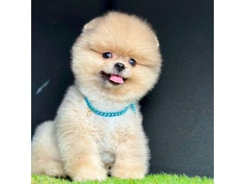 Safkan pomeranian boo bebekler
