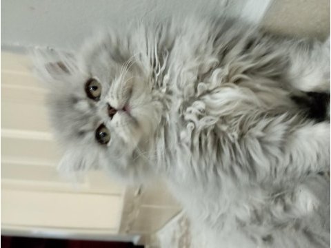 Oyuncu british longhair kızım yeni yuvasını arıyor