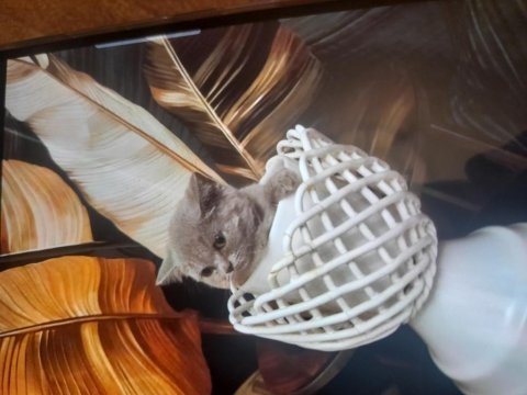 Peluş oyuncak güzelliğinde dişi yavrumuz antalya