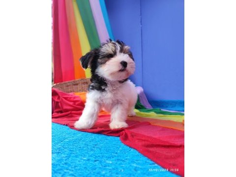 Neşe kaynağı morkie yavrularımız
