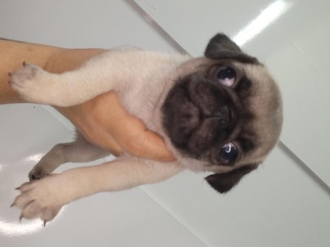 Dişi erkek pug bebekler