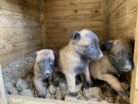 Belçika malinois yavrular 35 günlük