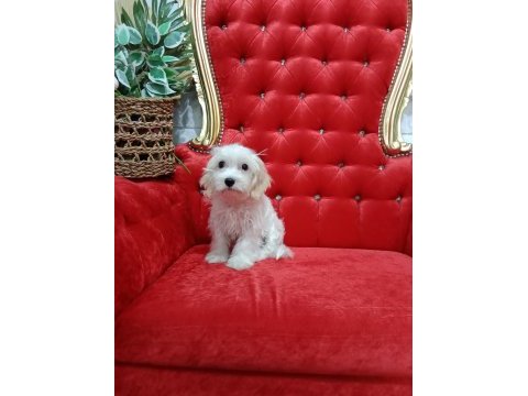 Erkek maltipoo