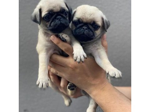 Uygun pug bebekler eğitimli