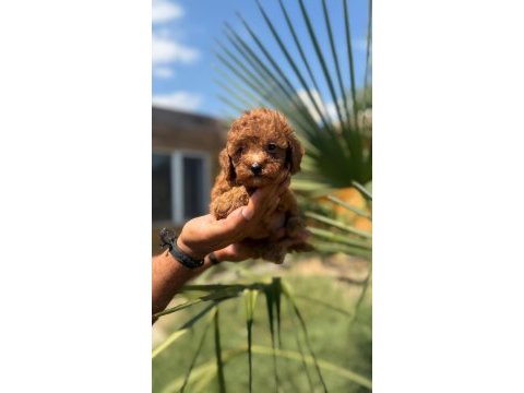 Yasal üreticiden safkan toy poodle yavruları