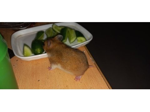 En nadir türden syria hamsterları