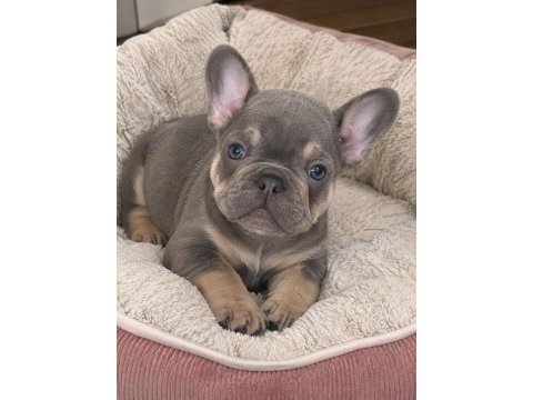 Oyuncu french bulldog bebekler