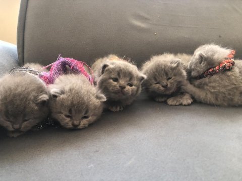 Dişi tombul scottish fold yavrular