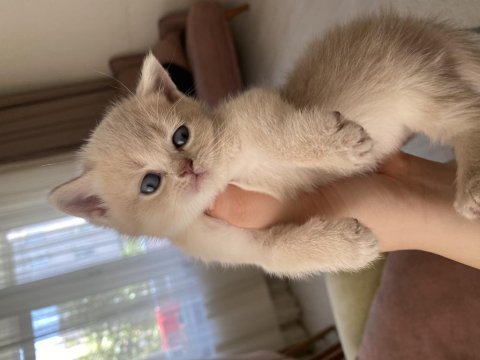 Safkan british shorthair golden yavrular
