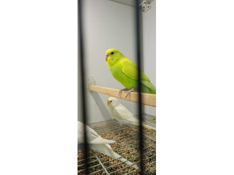 Rengarenk yavru muhabbet kuşları