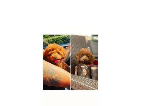 Mini toy poodle red brown