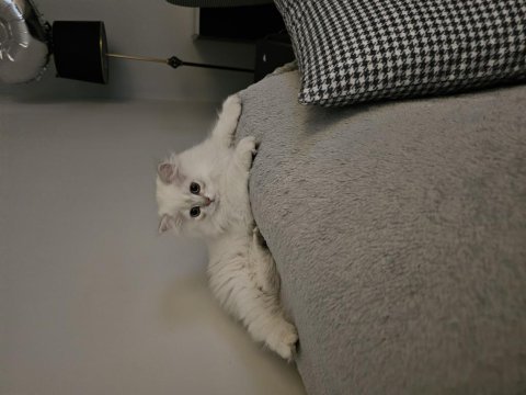 Safkan dünya tatlısı british longhair
