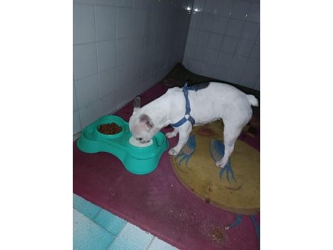 French bulldog köpeğimiz