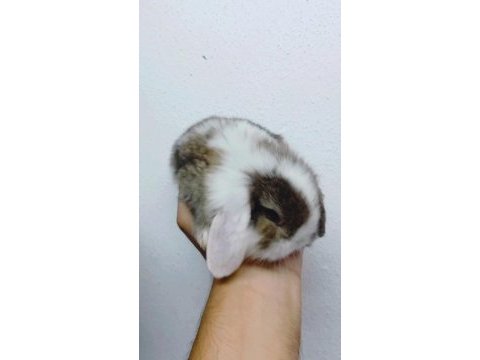 Ender renkli lop tavşan bebeklerimiz