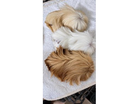 Safkan tek renk peruvian guinea pig bebek