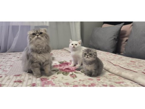 İki yavru chinchilla bulunmaktadır çok uysallardır