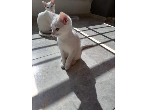 3 aylık erkek ankara kedisi yavru