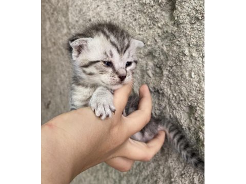 Acil sahiplendirme scottish fold bebekler