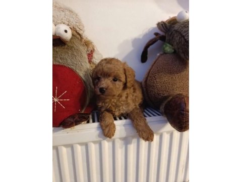 Toy poodle kendi köpeğim