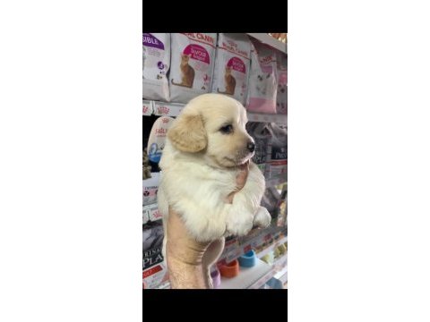2 aylık terrier