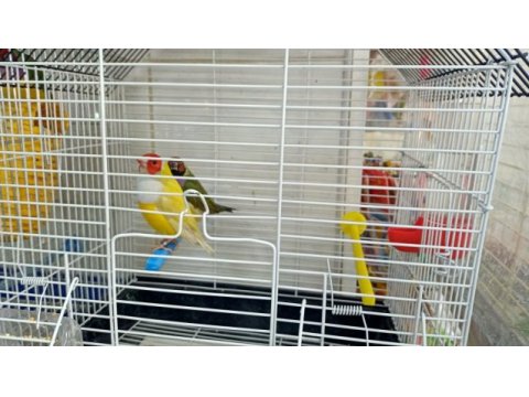 Goldin finch