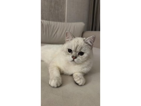 Mavi gözlü british shorthair kedimiz yuva arıyor